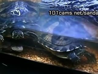 Zeigt Mir Mein Haustier Schildkröten Nackt