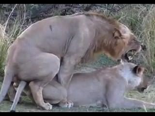 Löwe Geschlecht